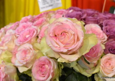 And last but not least the Pink Journey.